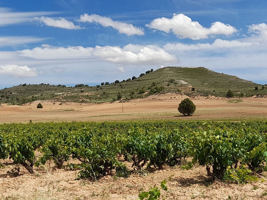 Imagen de archivo de viñedos de la Ribera del duero