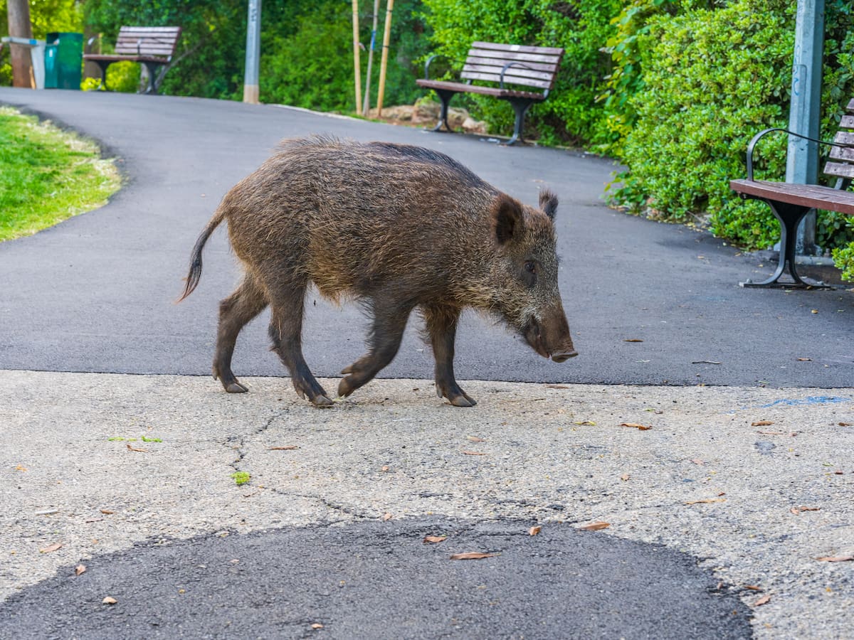 Entrevista sobre el decreto sobre los jabalíes