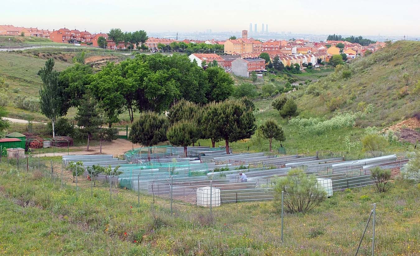 Huertos urbanos de Paracuellos de Jarama