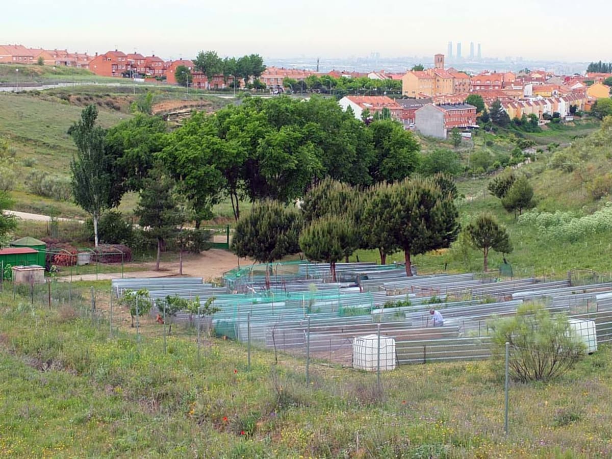 Los vecinos de Paracuellos de Jarama ya pueden solicitar los huertos urbanos