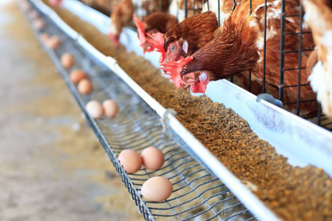 Gallinas en una granja