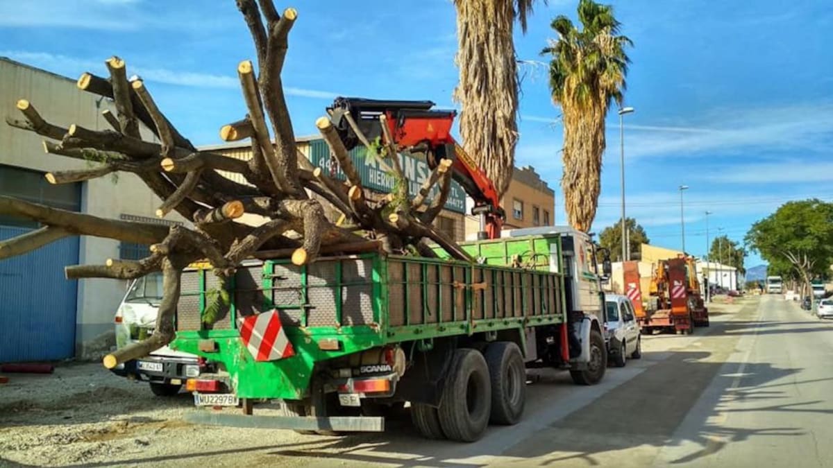 "Arboricidio" en la Carretera de Caravaca, según IU y PP