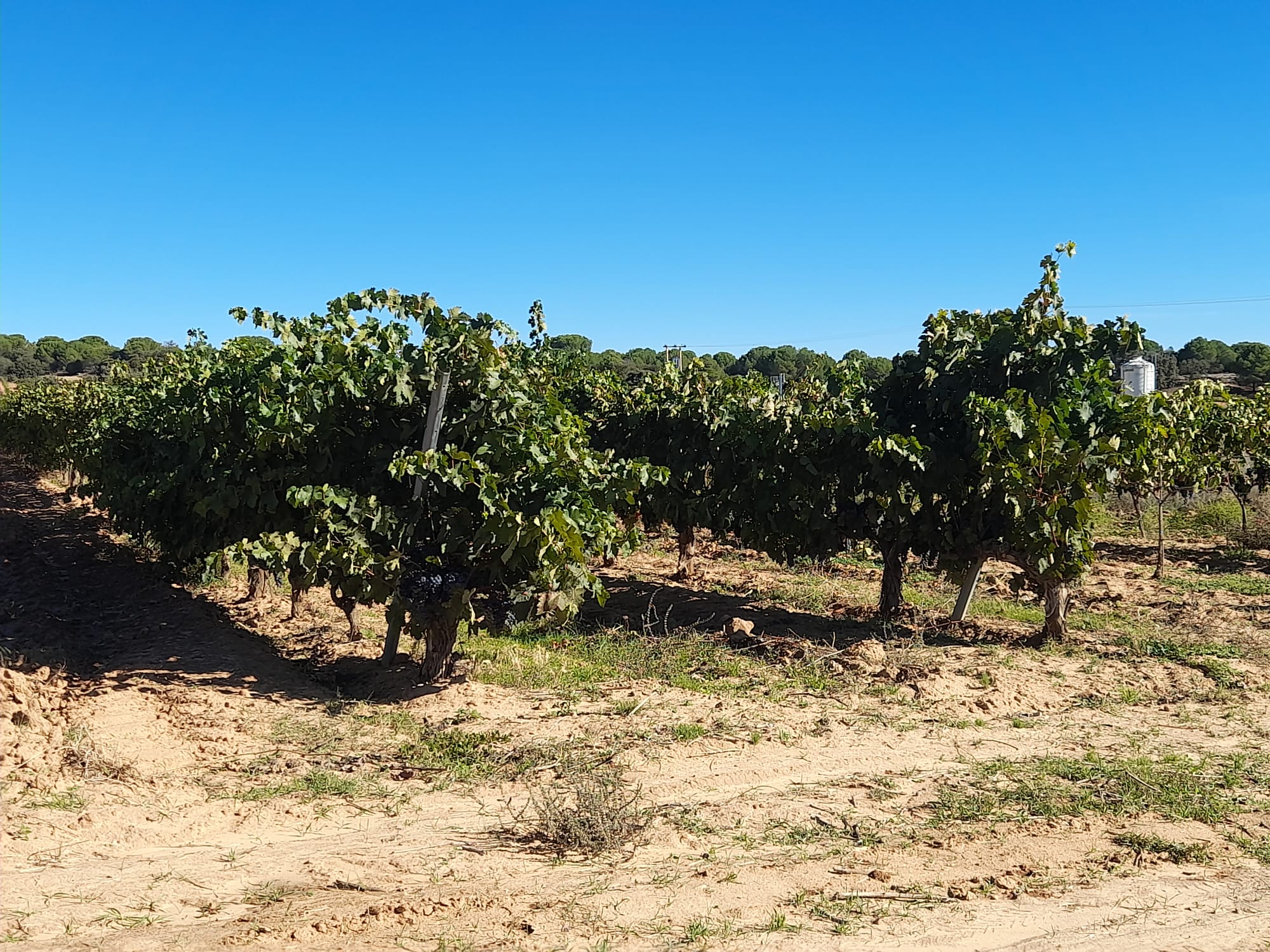 Viñas de la Ribera del Duero vendimia 2023