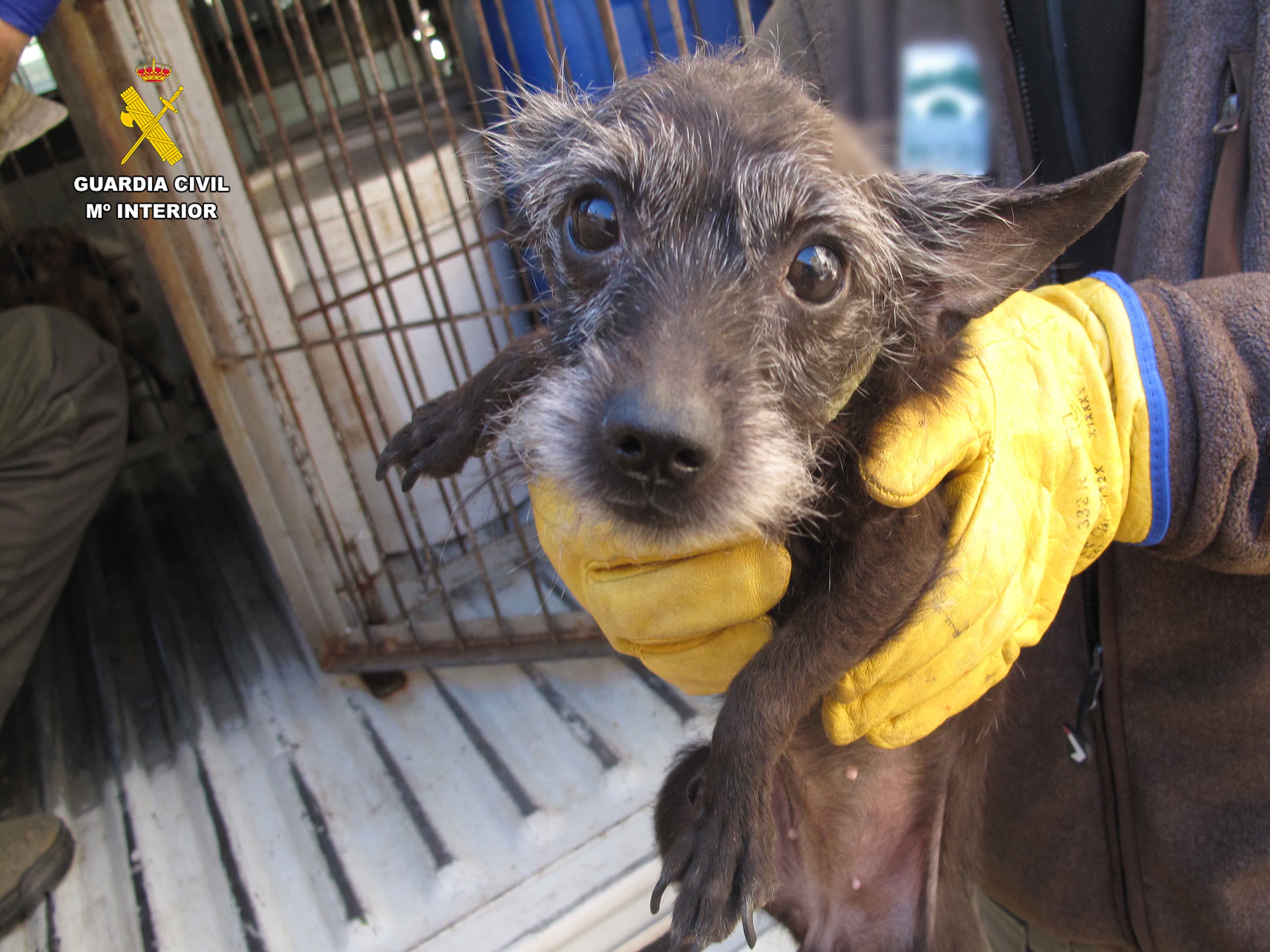 El Seprona rescata a 14 perros en pésimas condiciones en una vivienda en La Rioja