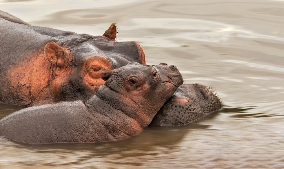 Estos grandes animales llegan a vivir hasta los 50 años en estado salvaje.