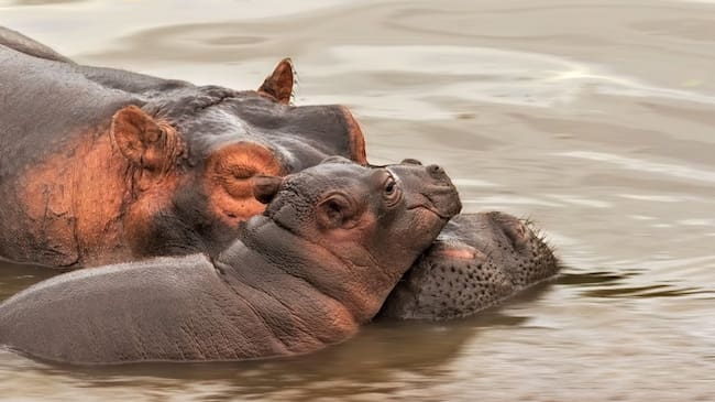Estos grandes animales llegan a vivir hasta los 50 años en estado salvaje.