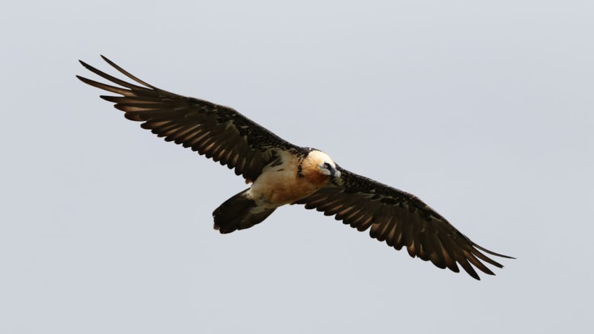 El quebrantahuesos vuelve a Granada: descubren el primer nido en 30 años