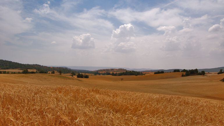 Imagen de archivo de un campo de cereales