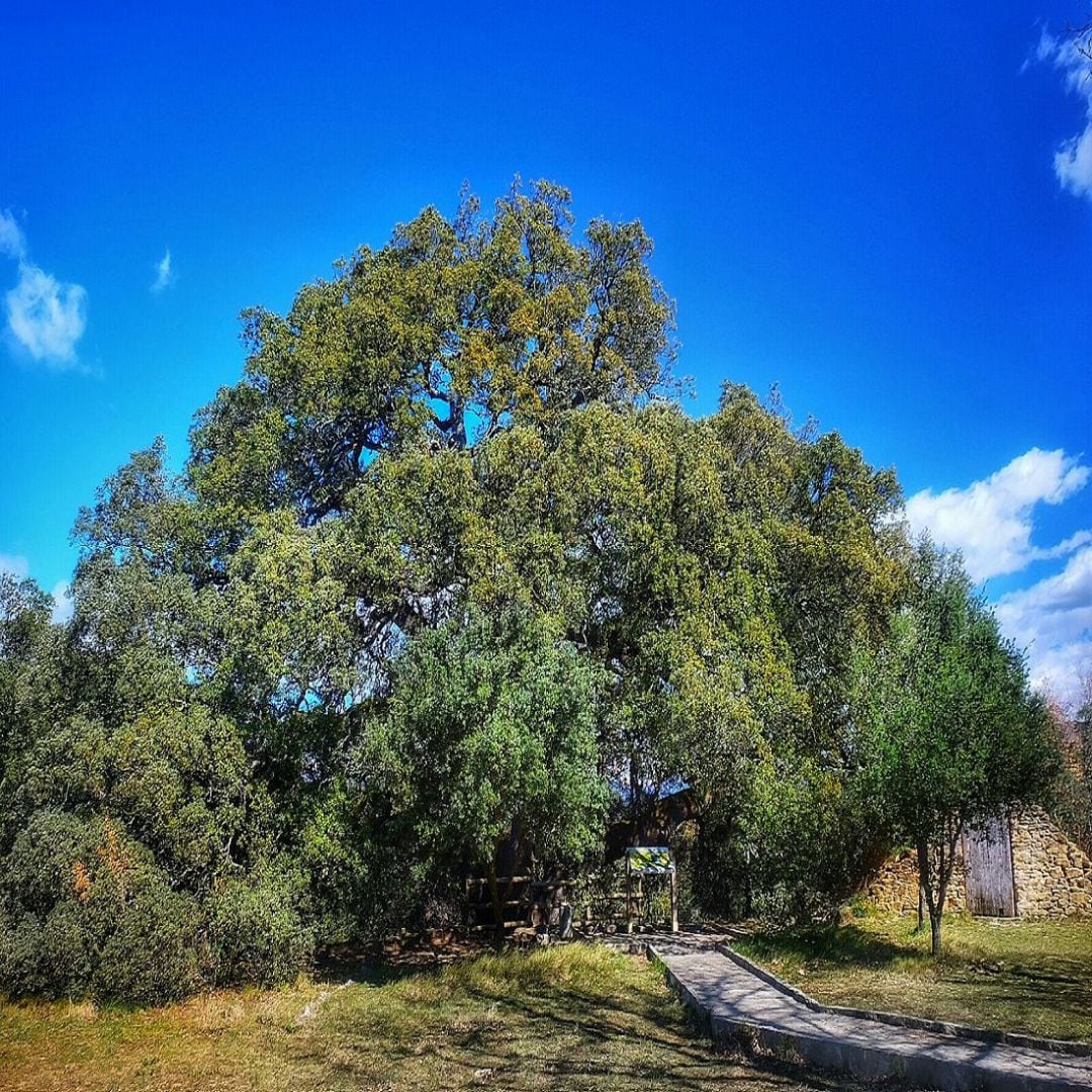 La Carrasca de Lecina, Árbol Europeo del Año