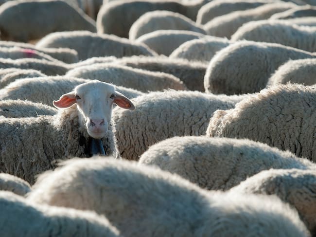 UCCL Palencia denuncia que la industria deja en la estacada a una explotación de ovino de leche en Villaviudas