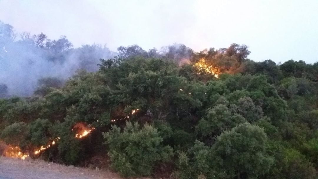 Incendio en zona forestal de El Garrobo