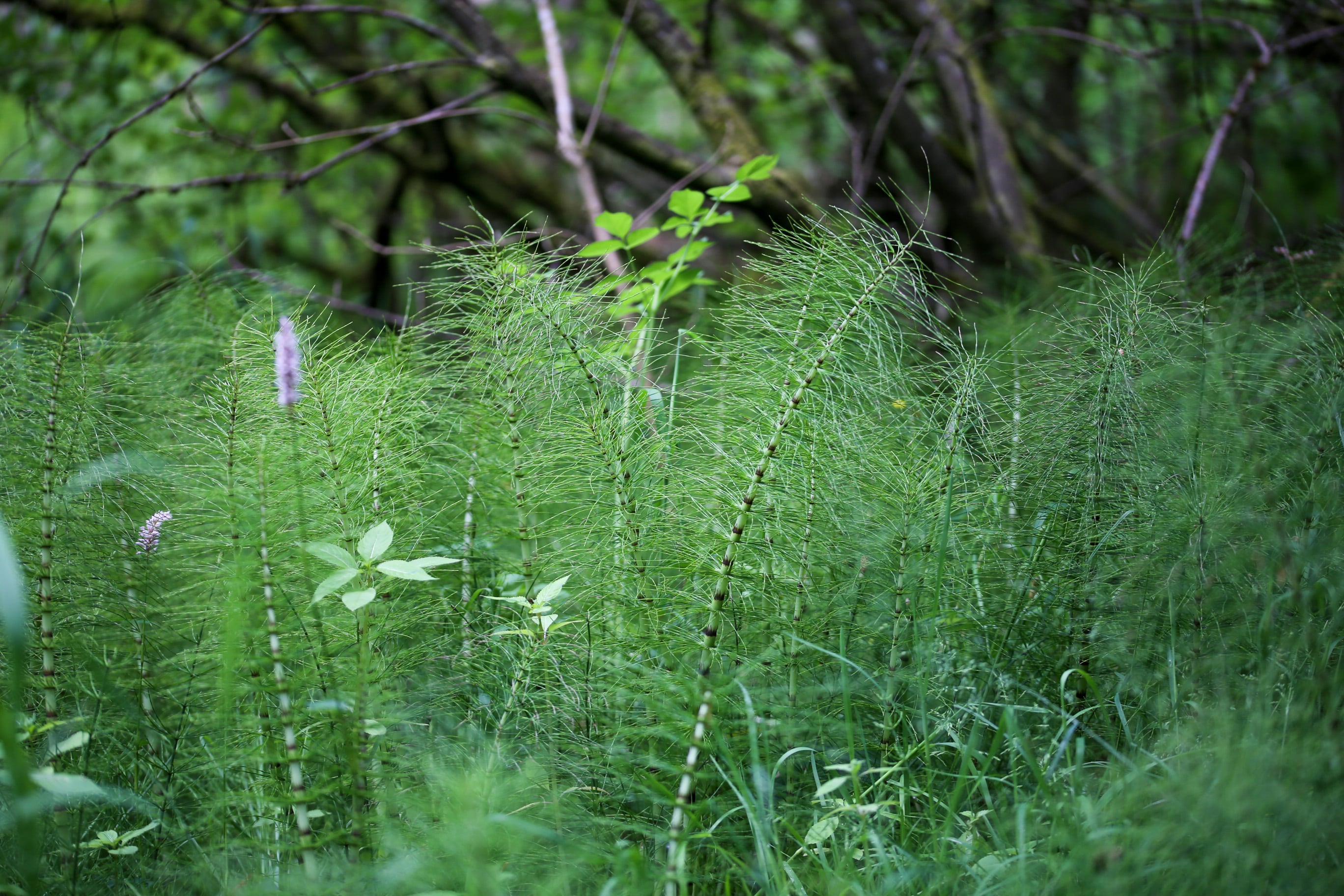 Horsetail