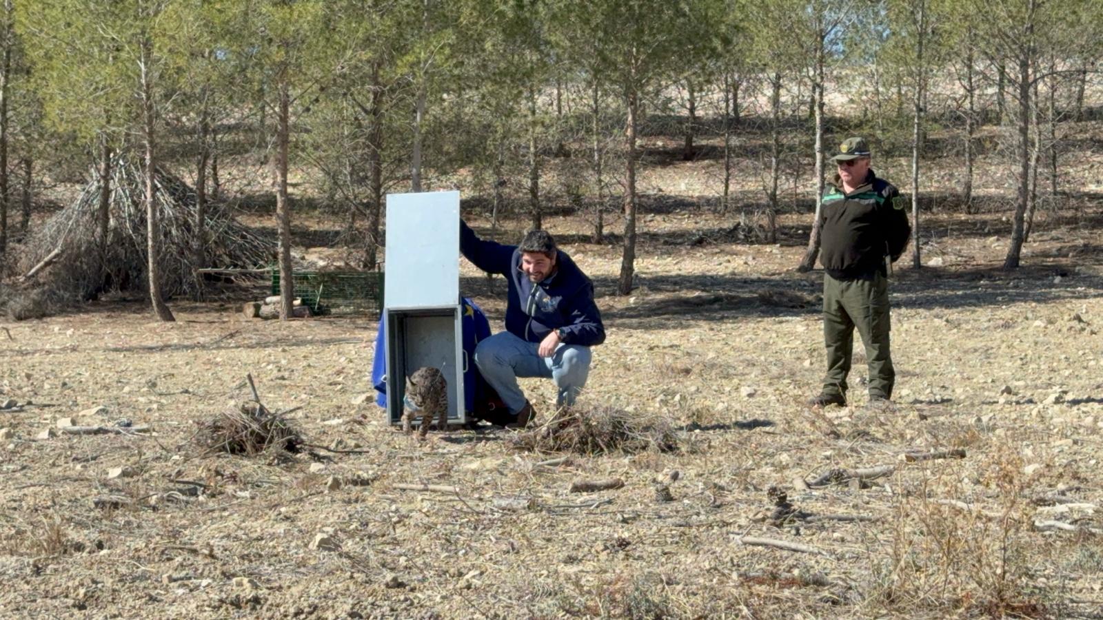 La Región de Murcia introduce otros tres linces ibéricos en las sierras del norte de Lorca