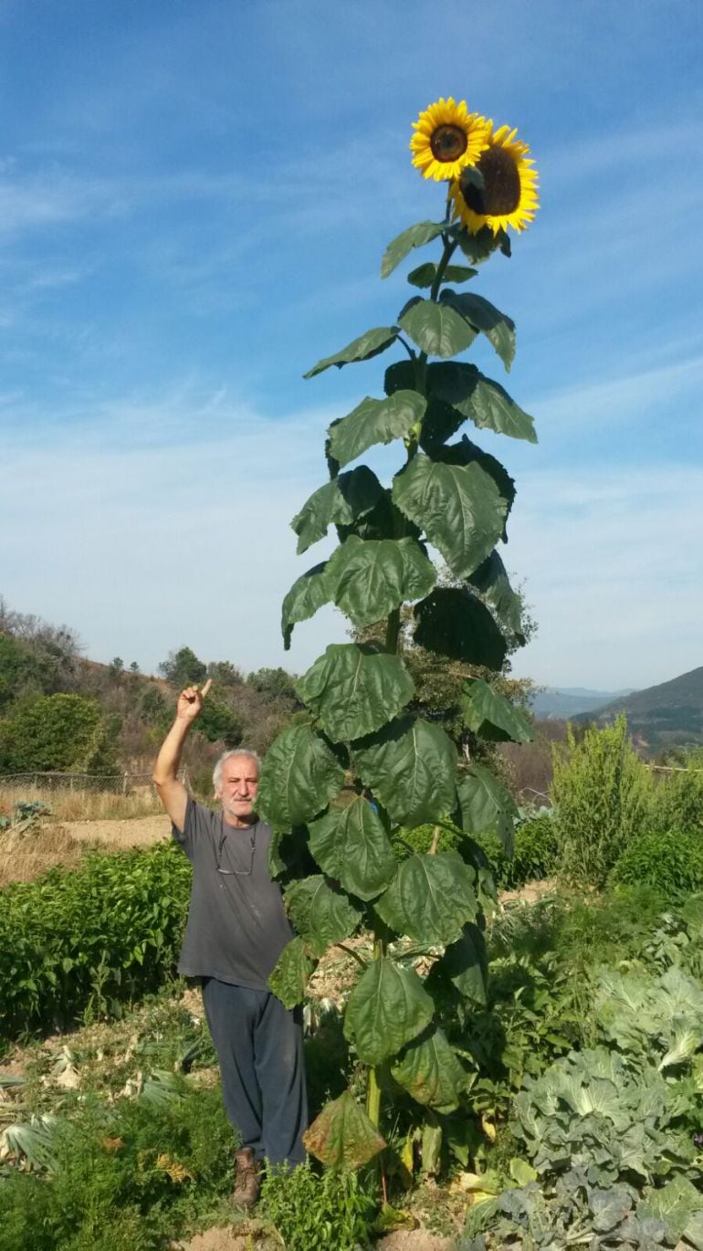 Miguel Yuma y su girasol de cuatro metros