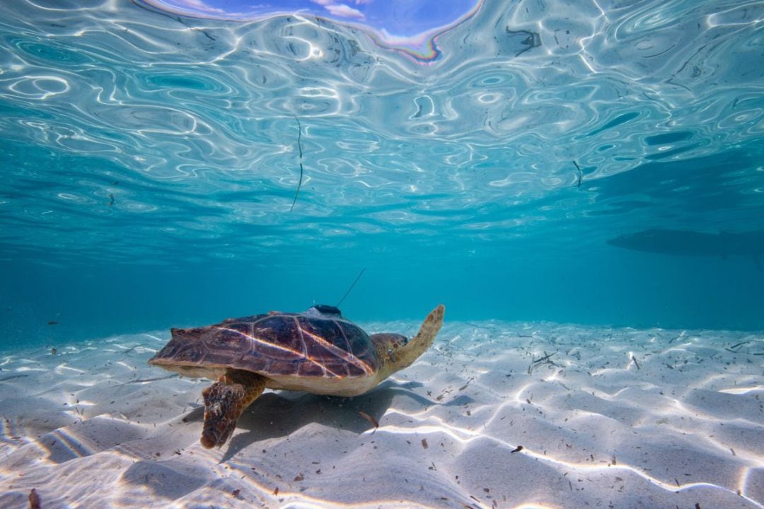 Ejemplar de Caretta caretta, también conocida como tortuga boba