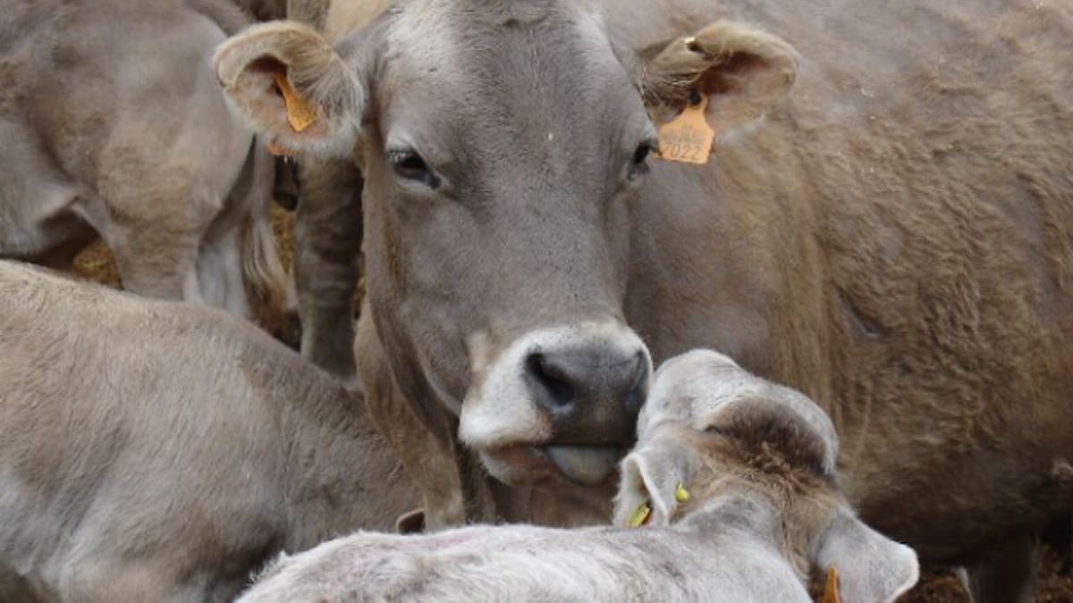 Organizaciones agroganaderas convocan una manifestación el 15 de abril contra la PAC