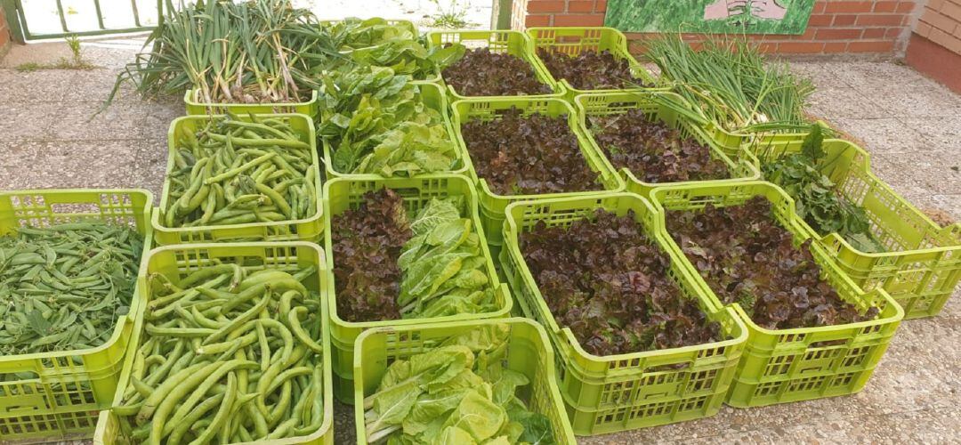 Productos recolectados en los huertos escolares