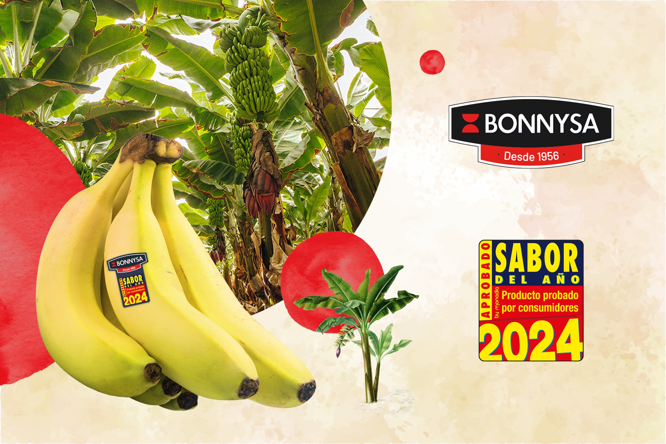 El plátano de Bonnysa, Sabor del Año 2024