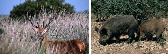 Ciervos y jabalís son dos de las especies cinegéticas más abundantes en la finca.