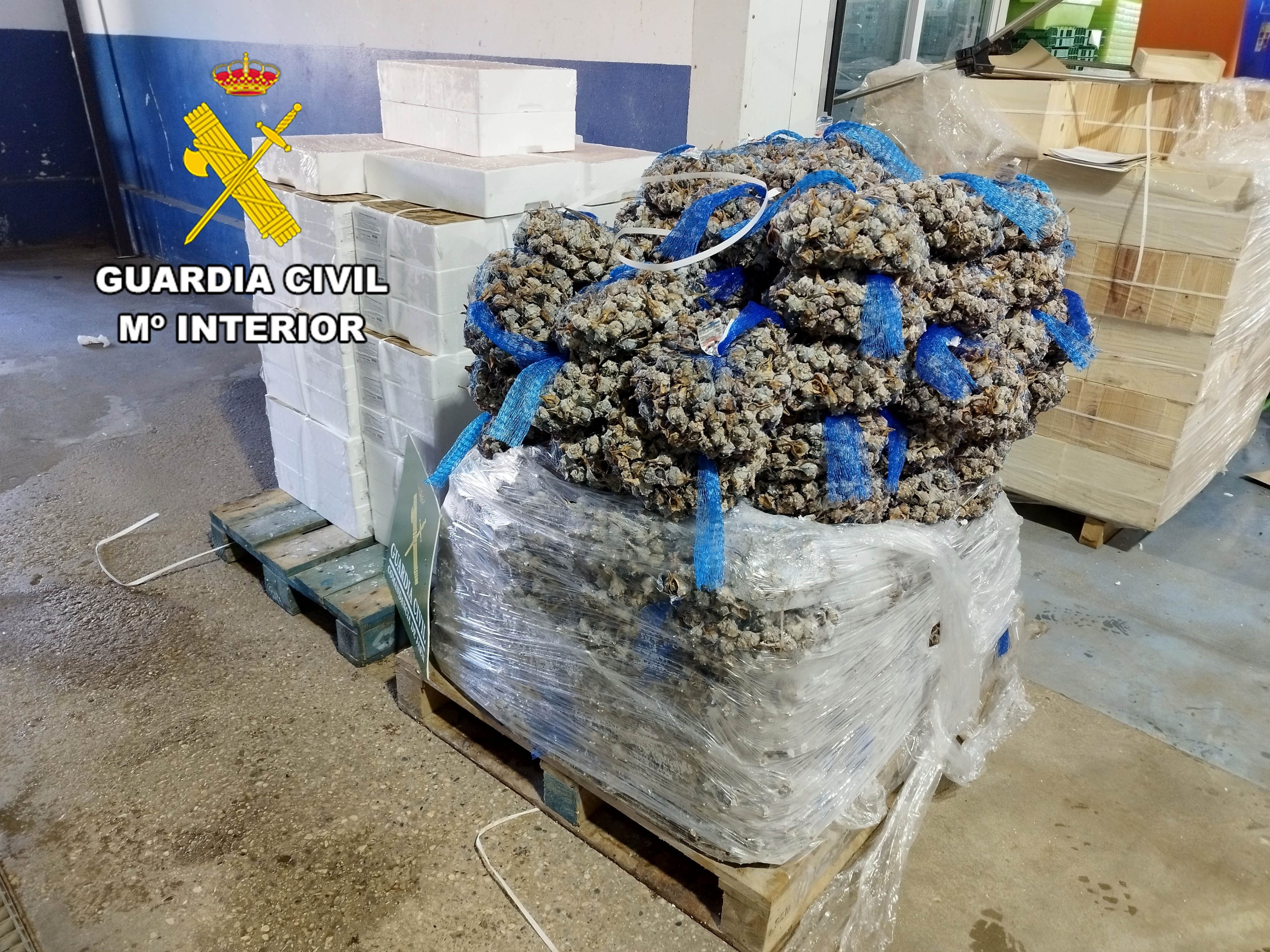 Pescado y Marisco Inmovilizado