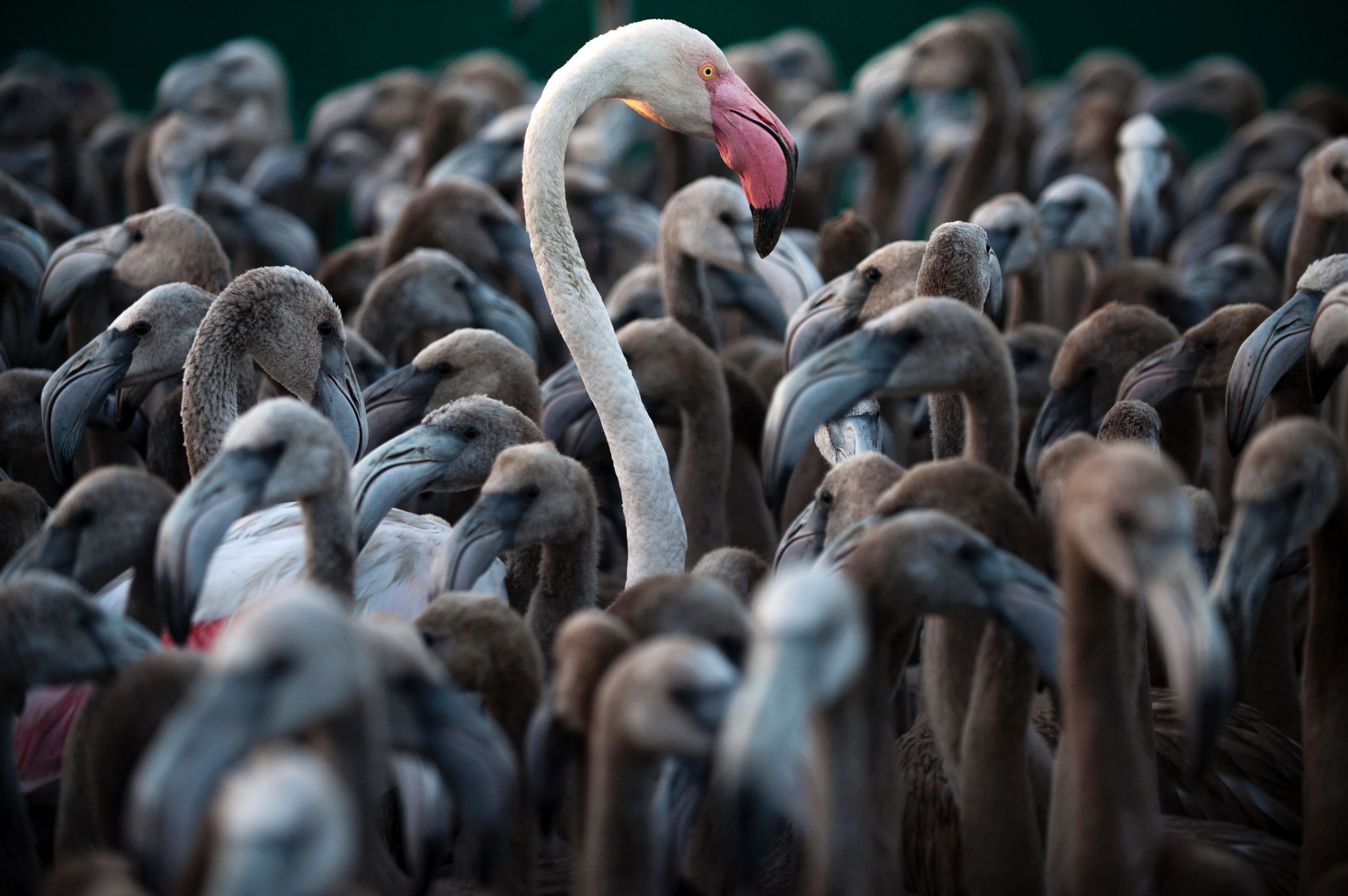 Flamingos move around in a pen in the Odiel marshes, in Huelva, southwestern Spain, on August 13, 2016, during a tagging and control operation of flamingo chicks to monitor the evolution of the species. Around 407 flamingos chicks were tagged and measured before being released to the marshes. / AFP / JORGE GUERRERO        (Photo credit should read JORGE GUERRERO/AFP via Getty Images)