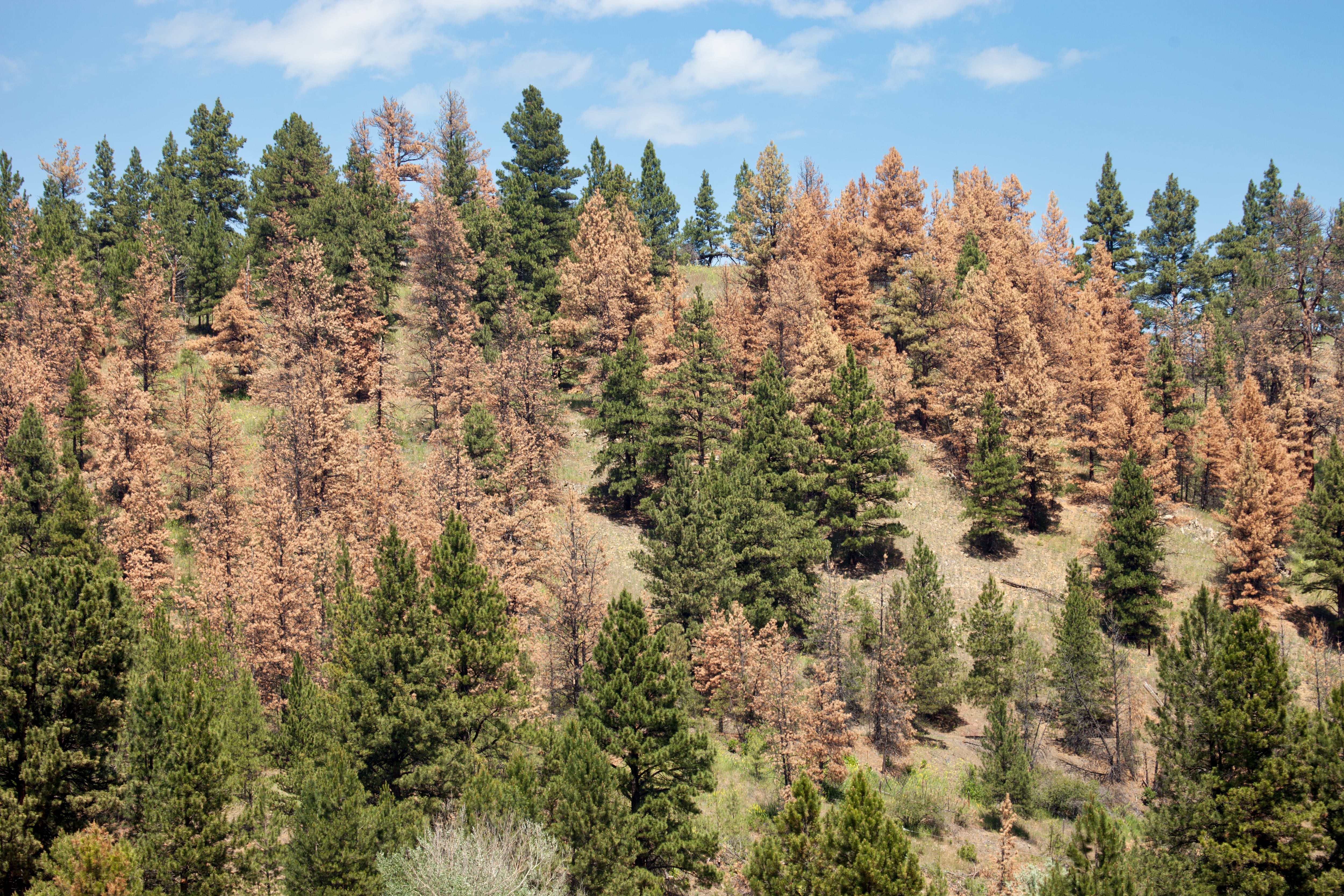 Living and dead pine trees from pine bark beetle infestation, Montana. (Photo by: Marli Miller/UCG/Universal Images Group via Getty Images)