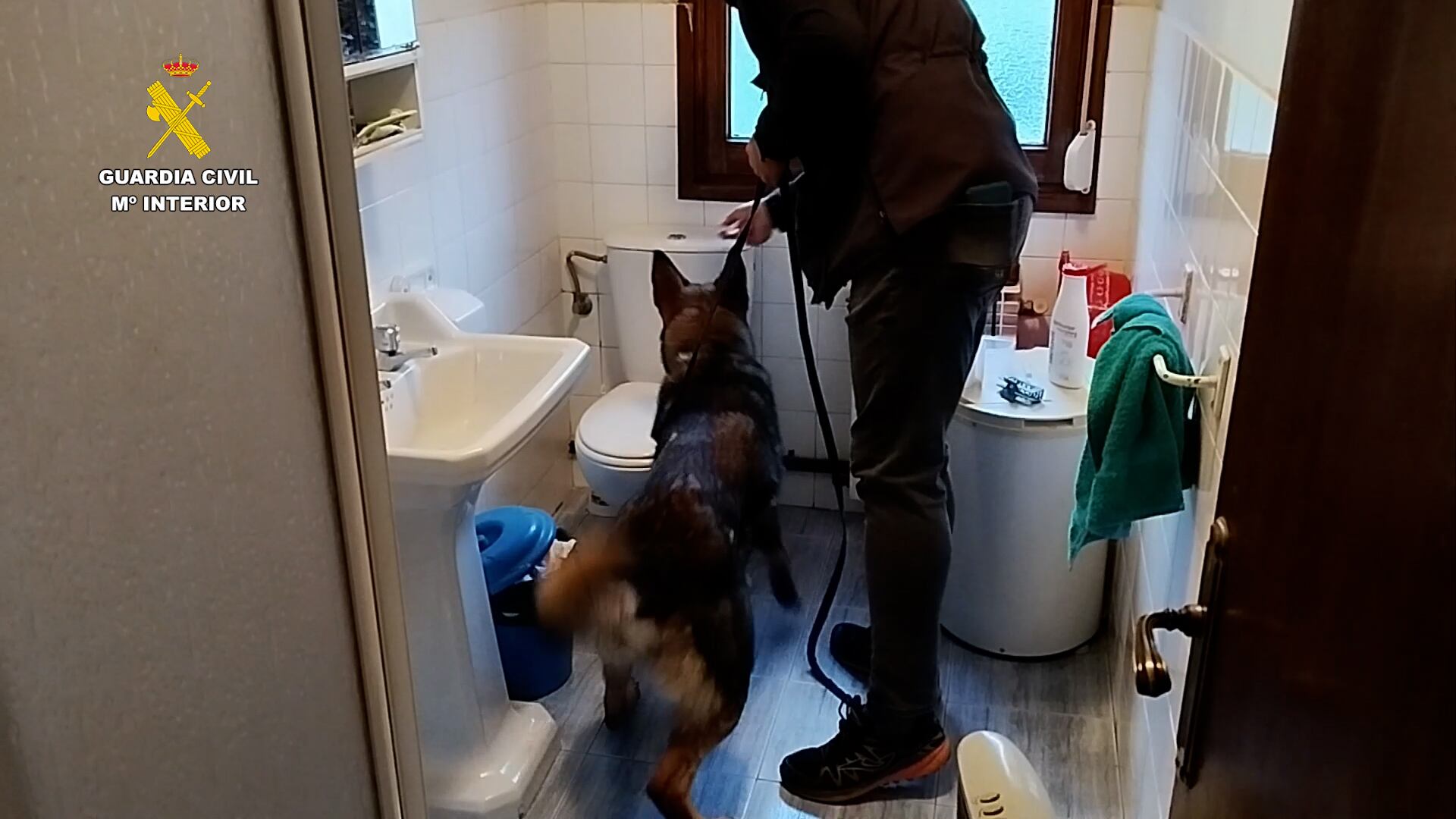 En 3 registros domiciliarios se han aprehendido 305 plantas de marihuana y 835 gramos de esta sustancia ya seca, además de básculas y útiles para el cultivo