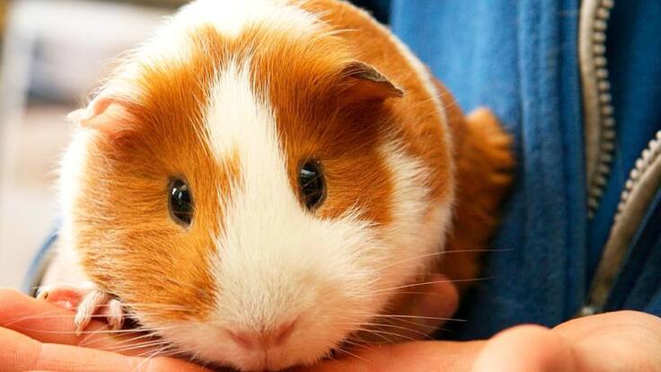 El gerente de BIOMascotas Peñafiel, Daniel García, señala cómo detectar su nuestra cobaya se encuentroa triste y apunta varios remedios para animarla