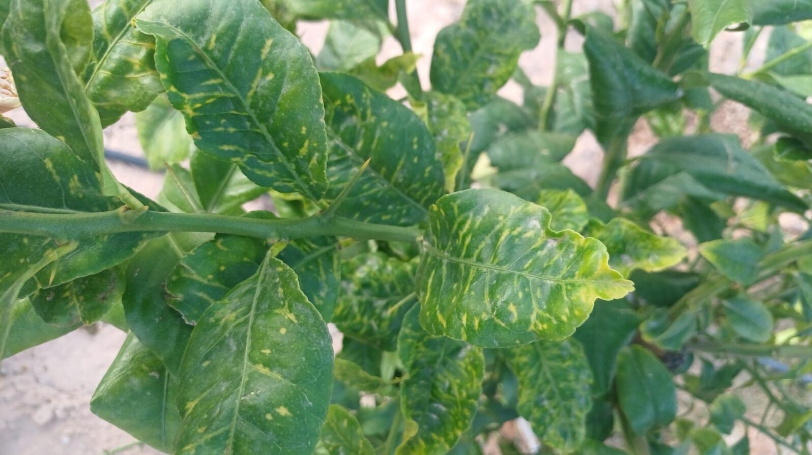 Virus en los cítricos