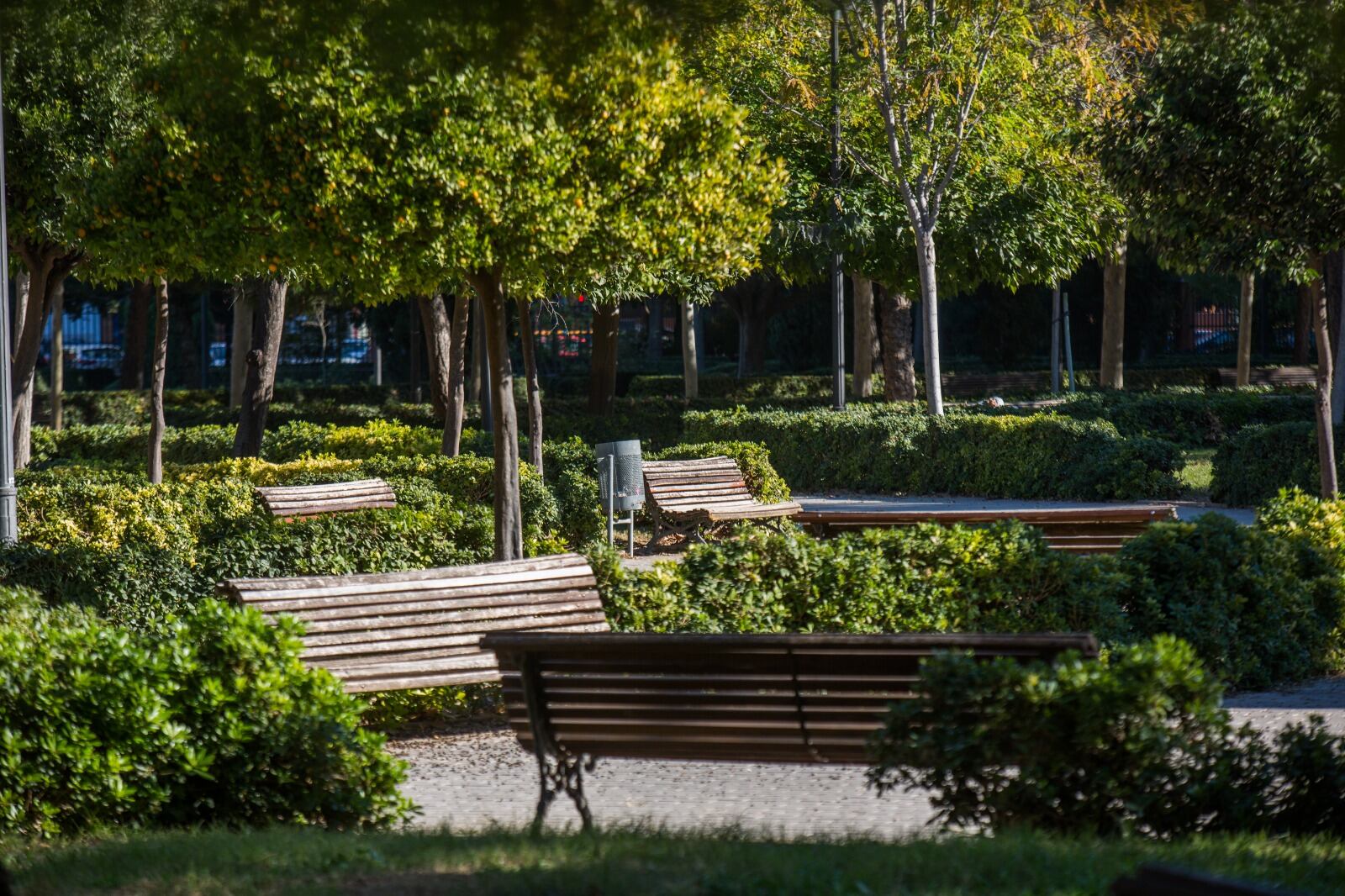 València dispone de casi 150.000 árboles en la ciudad pero no son suficientes