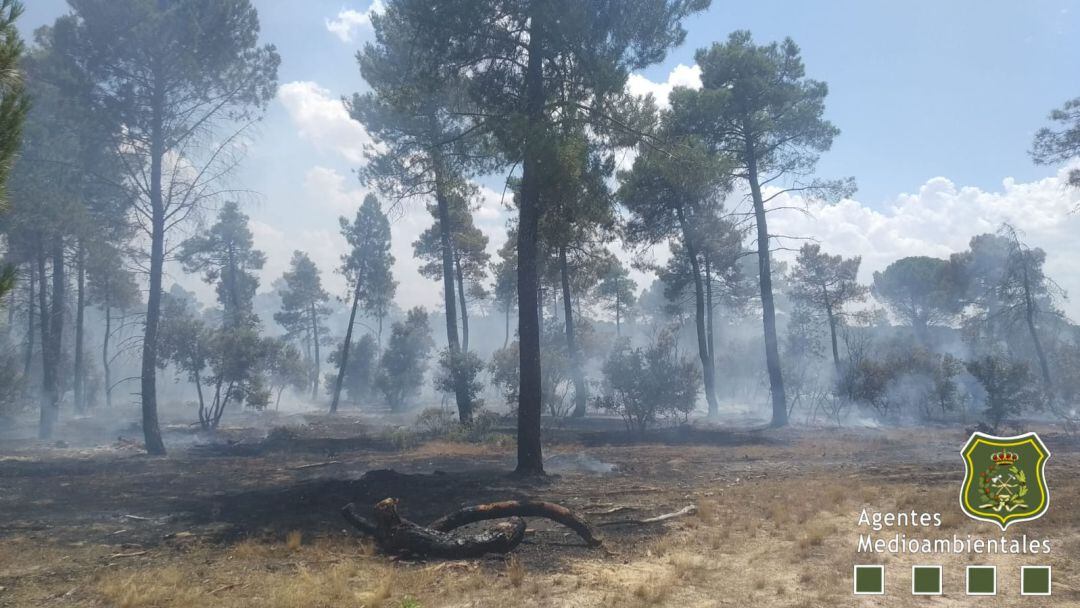 El fuego ha atacado a ejemplares de pinus pinaster y pinus pinae