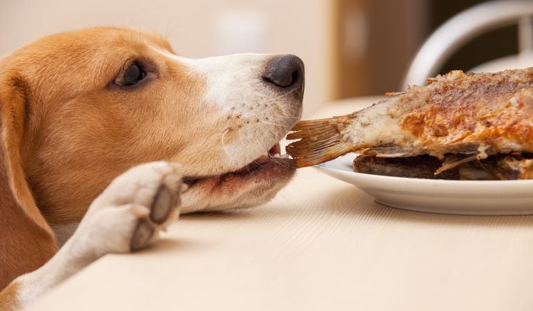 ¿Qué alimentos puede comer mi perro?