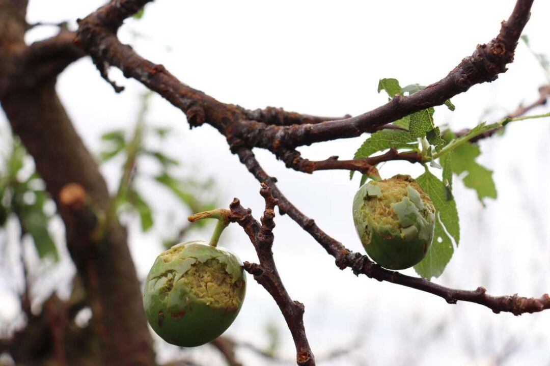 Frutales afectados por granizo