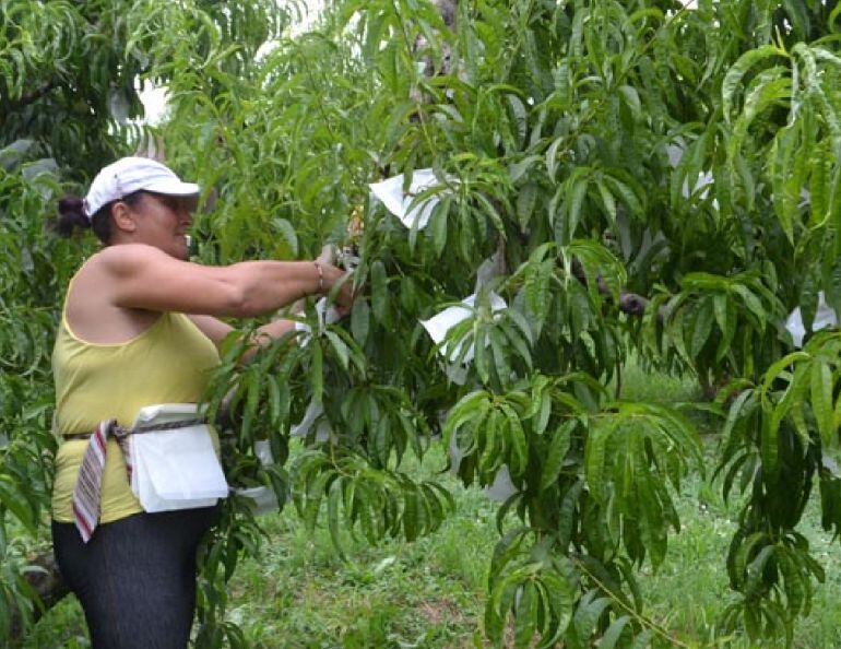 Una trabajadora agrícola embolsando melocotón de la Denominación de Origen de Calanda.