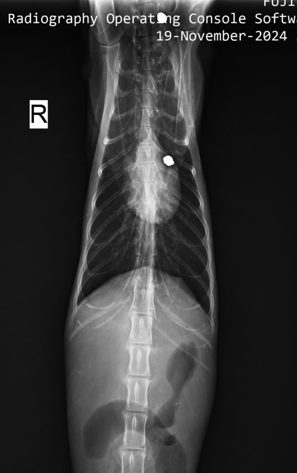 Radiografía de uno de los gatos con balines