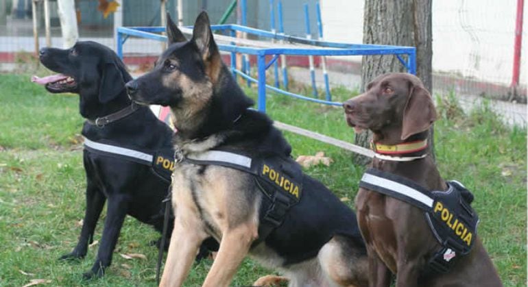 Perros policía / POLICÍA NACIONAL