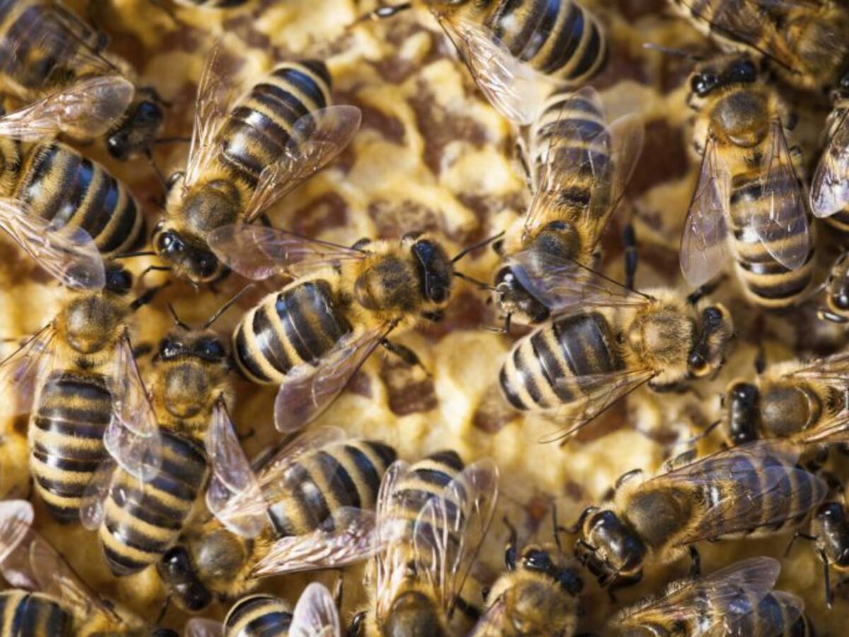 La Junta de Castilla y León organiza un curso de apicultura en la escuela Viñalta