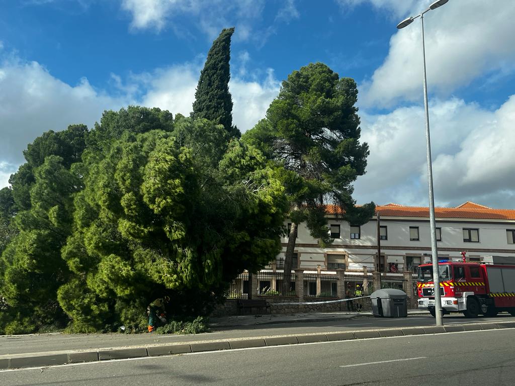 Imagen de un gran pino de la residencia Santa Casilda de Toledo, tirado al suelo por las fuertes rachas de viento