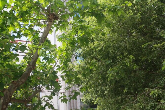 Arbres a l'Eixample barceloní