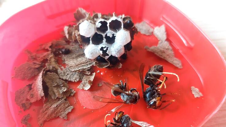 Javier Vicente, APN del Gobierno de Aragón.