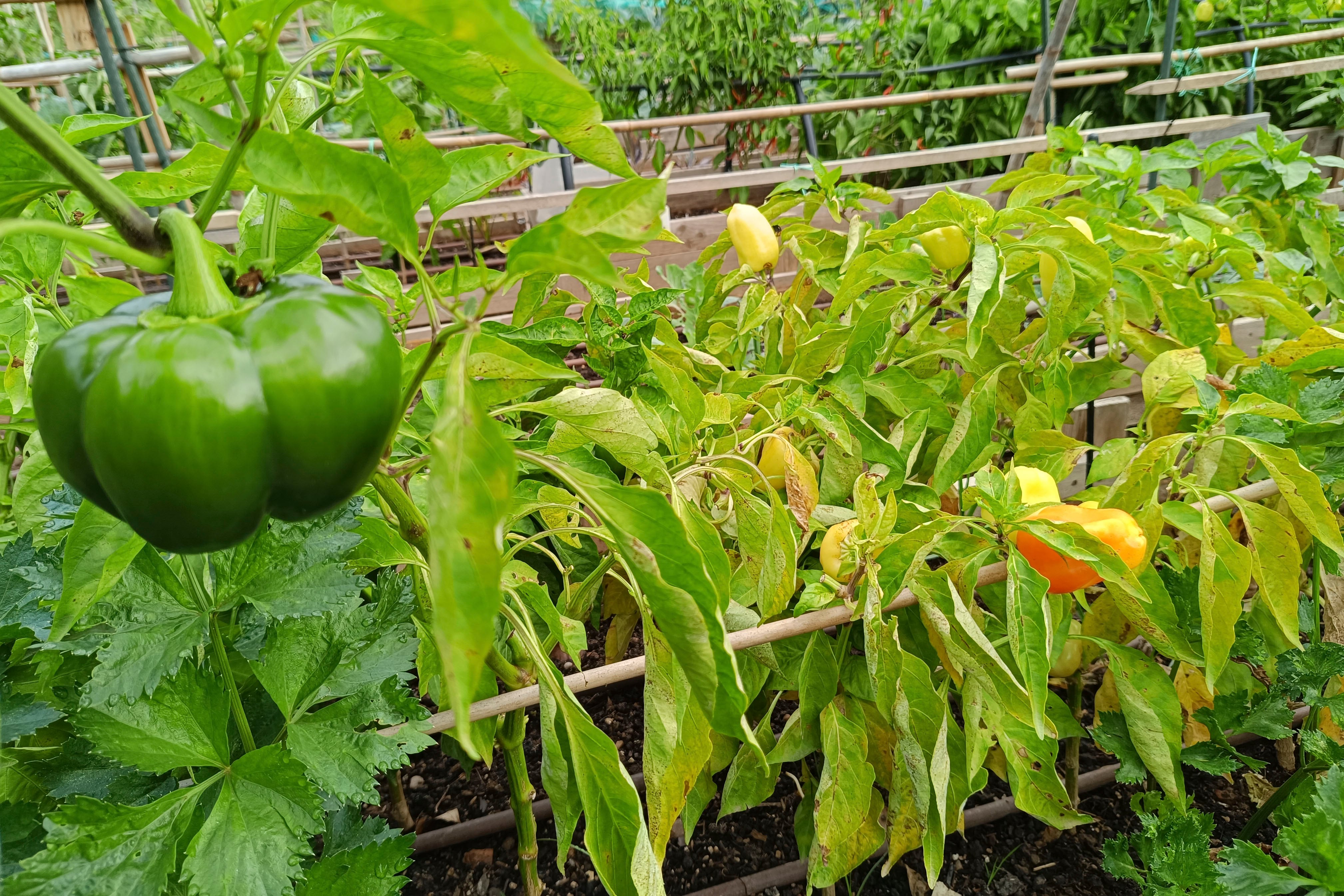 Imagen de archivo de un huerto urbano