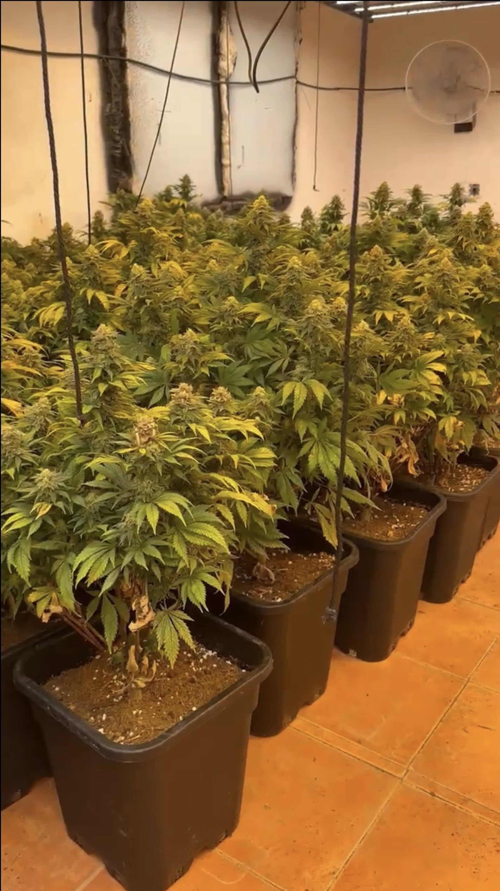 Cartagena: más de cien plantas de marihuana en una casa particular
