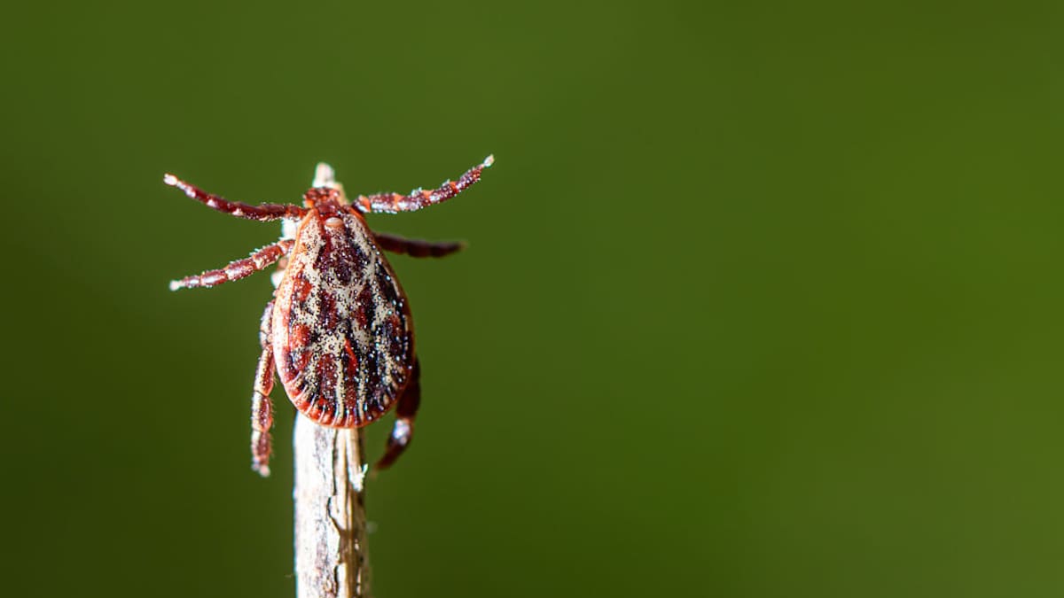 Cómo extraer una garrapata sin riesgos: las claves del doctor Bueno en 'El Faro'