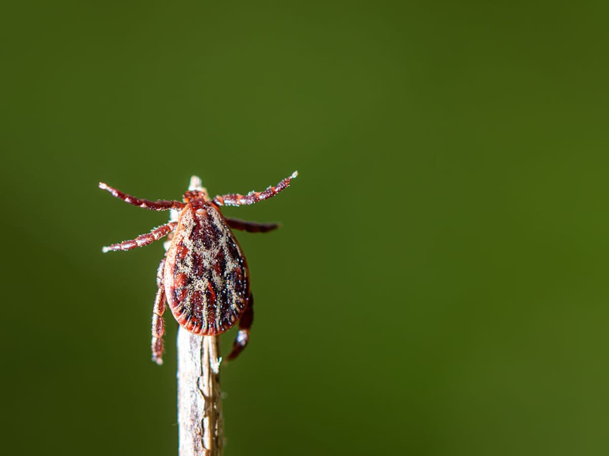 Cómo extraer una garrapata sin riesgos: las claves del doctor Bueno en 'El Faro'
