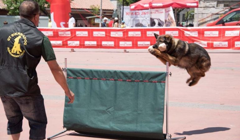 La Ruta Canina no solo es un recorrido por el entorno natural de Colmenar sino un encuentro de los amigos de los perros