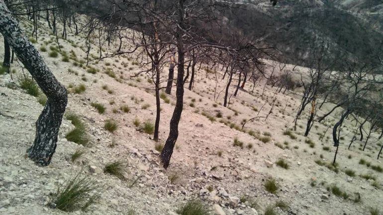 Paraje afectado por el incendio de Quesada en 2015