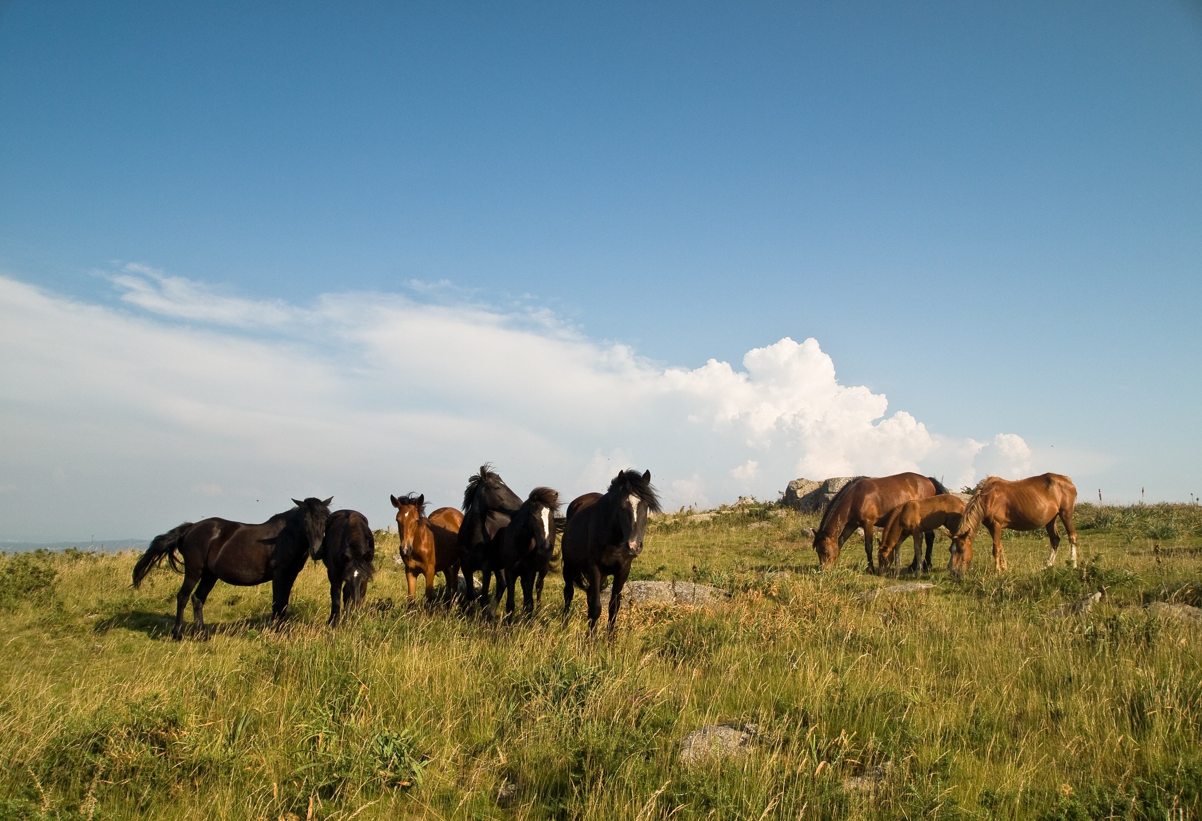Caballos salvajes en Rois, A Coruña, España. Getty Images.