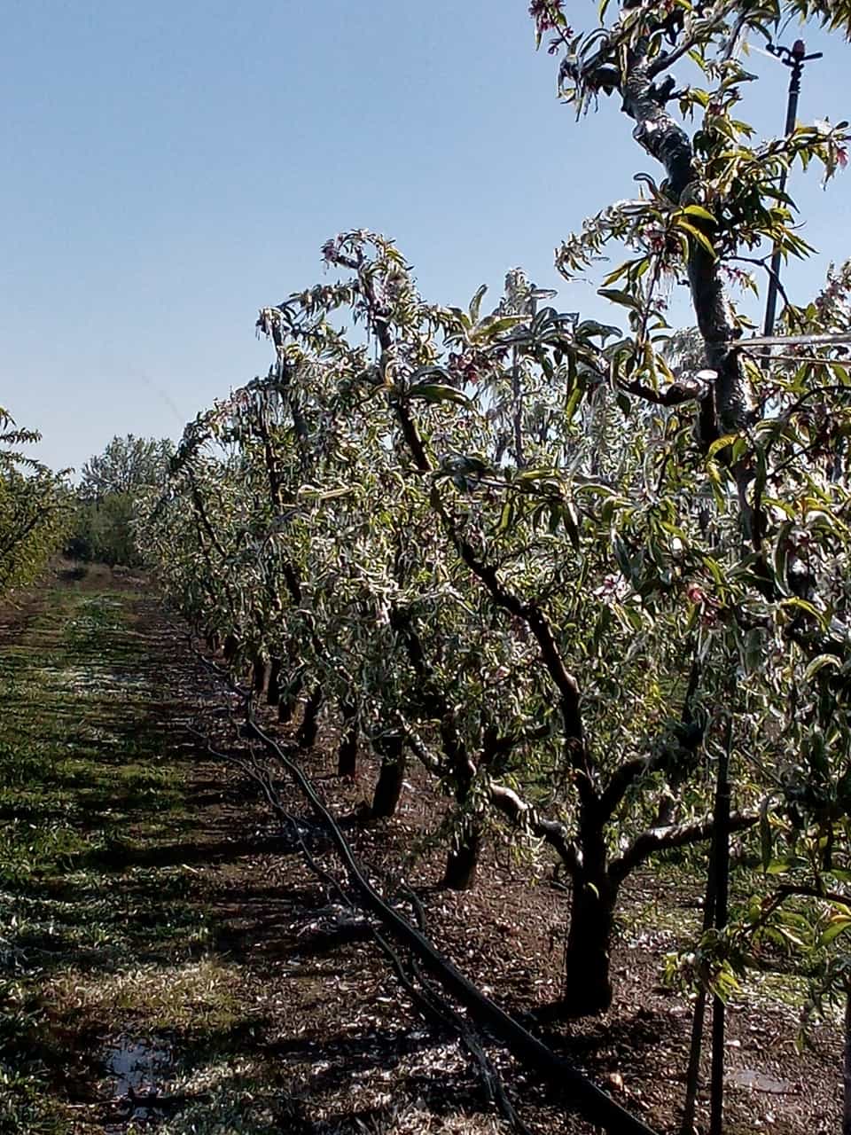 Heladas sufridas en Fraga el pasado año