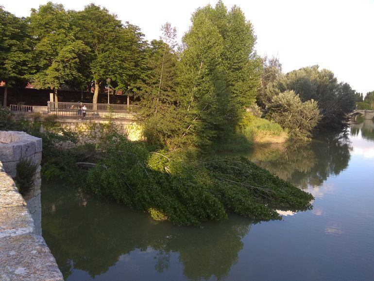 Algunos de los chopos caídos en Puentecillas