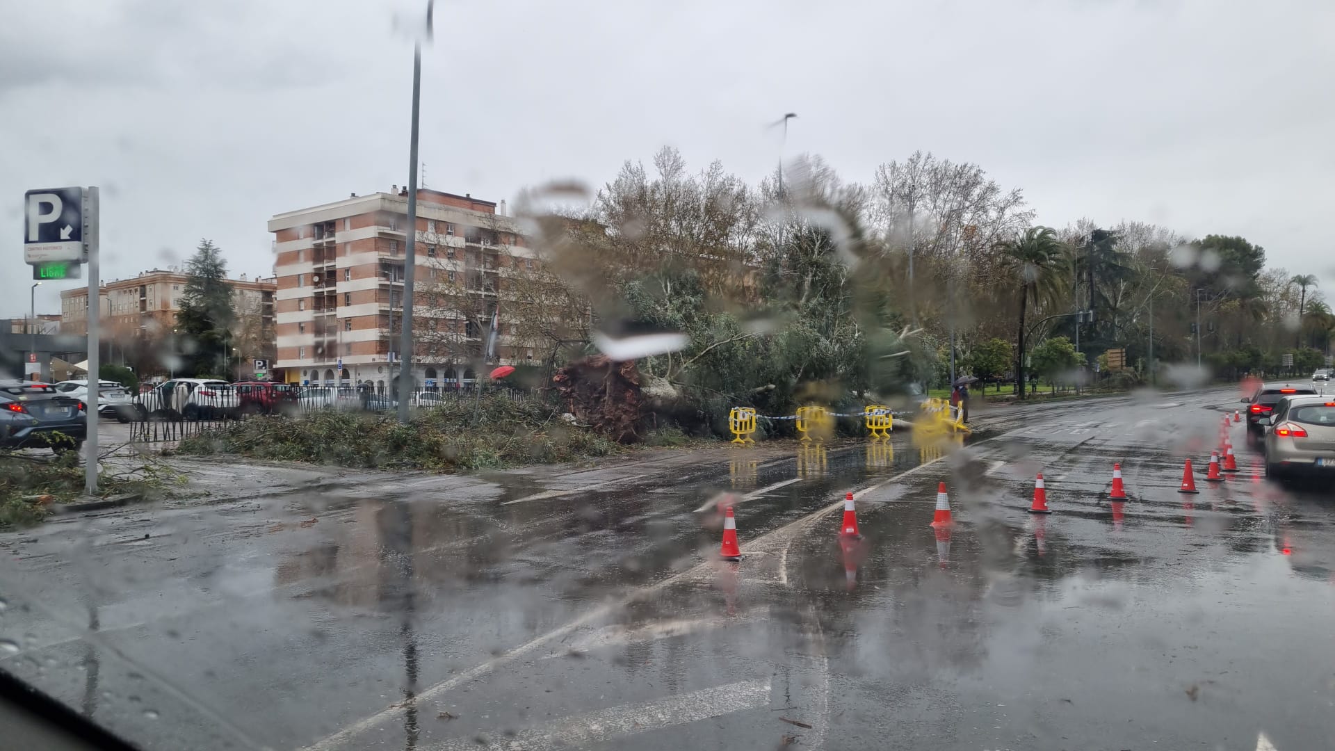 Árbol caído en la avenida de Vallellano